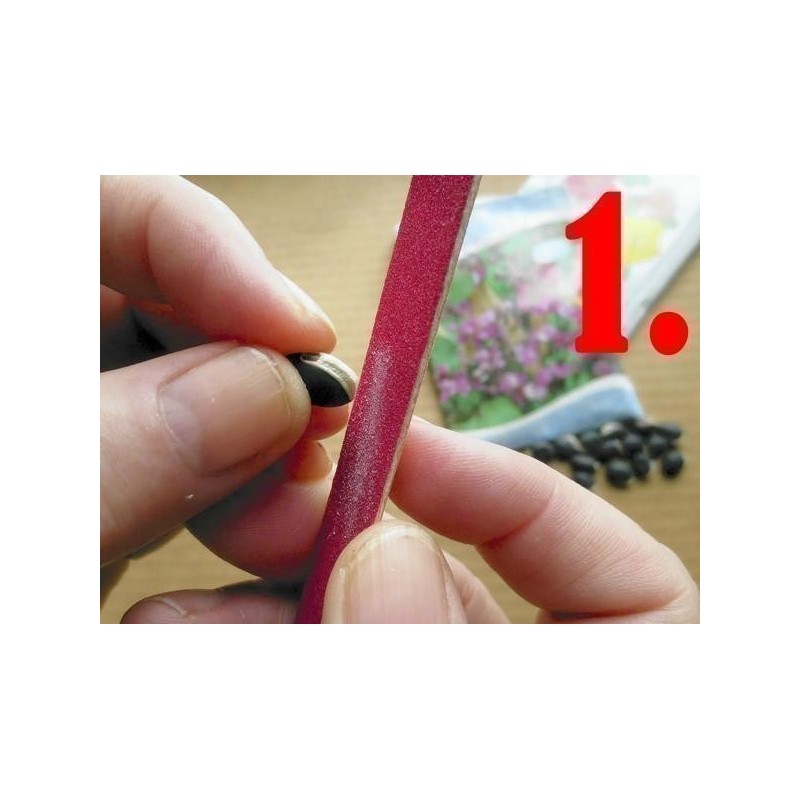 Passiflora - Aussaatanleitung - Vermehrung - aus Samen ziehen | 0,00 €
