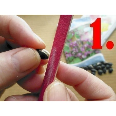 Förökning - sådd Passiflora Fröer