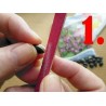 Passiflora - Aussaatanleitung - Vermehrung - aus Samen ziehen | 0,00 €