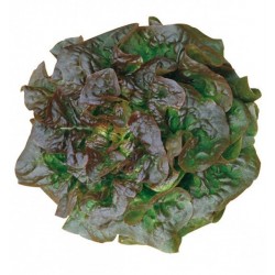Seme Zelene Salate Brune d'hiver