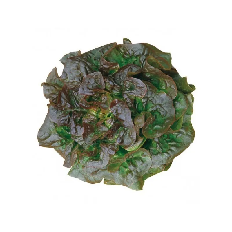 Brune D'Hiver Lettuce Seeds