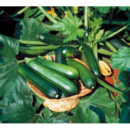 Price: €2.1 - Semi Zucchino "Nero Di Milano Black Beauty" -
