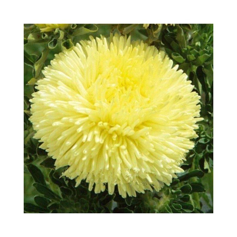 Price: €1.95 - Graines de Reine Marguerite Jaune (Callistephus Aster) - 