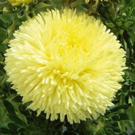 Price: €1.95 - Sementes de Áster oAmarelo (Callistephus Aster) -