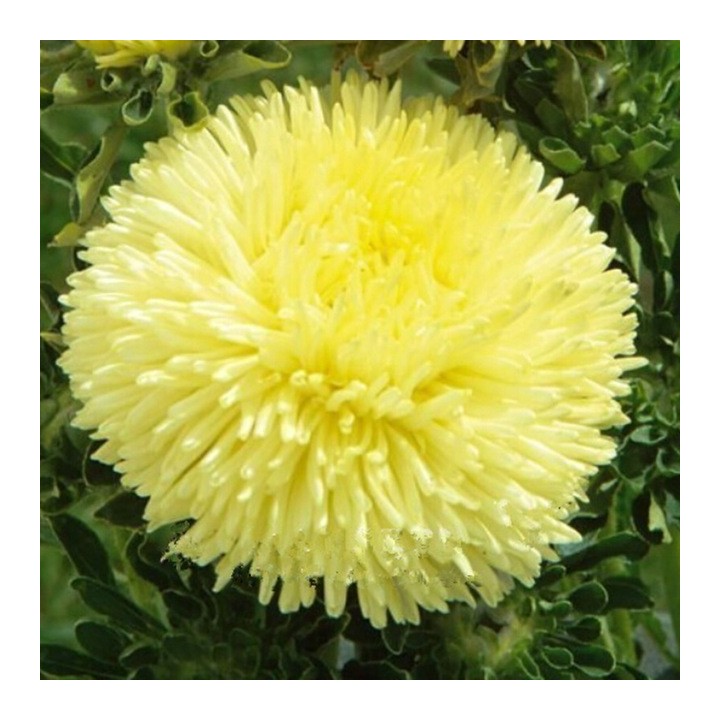 Żółty aster chiński - 1.755
