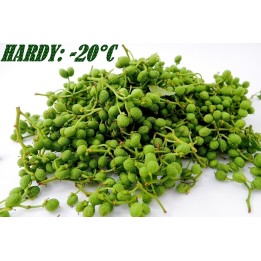 Nepal Pepper, Winged Prickly Ash, Seeds (Zanthoxylum armatum) - 2.475