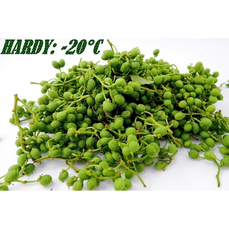 Price: €2.75 - Σπόροι Νεπάλ πιπέρι, Winged Prickly Ash (Zanthoxylum armatum) - 