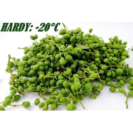 Price: €2.75 - Σπόροι Νεπάλ πιπέρι, Winged Prickly Ash (Zanthoxylum armatum) - 