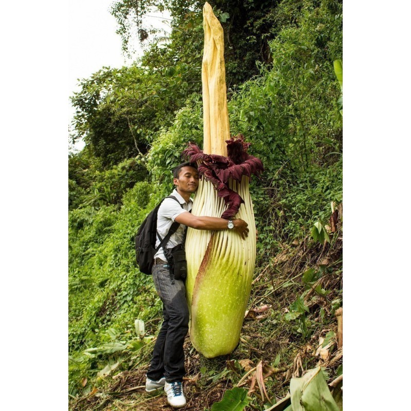Semillas de ARO GIGANTE o BUNGA BANGKAI (Amorphophallus titanum)