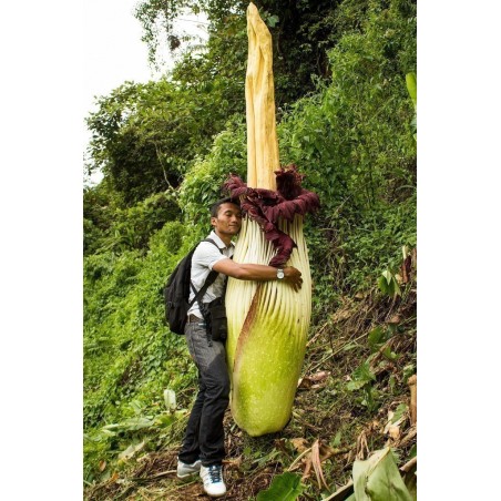Semillas de ARO GIGANTE o BUNGA BANGKAI (Amorphophallus titanum)
