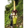 Semillas de ARO GIGANTE o BUNGA BANGKAI (Amorphophallus titanum)