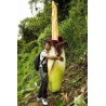 TITAN ARUM Seeds (Amorphophallus titanum) | €13.00