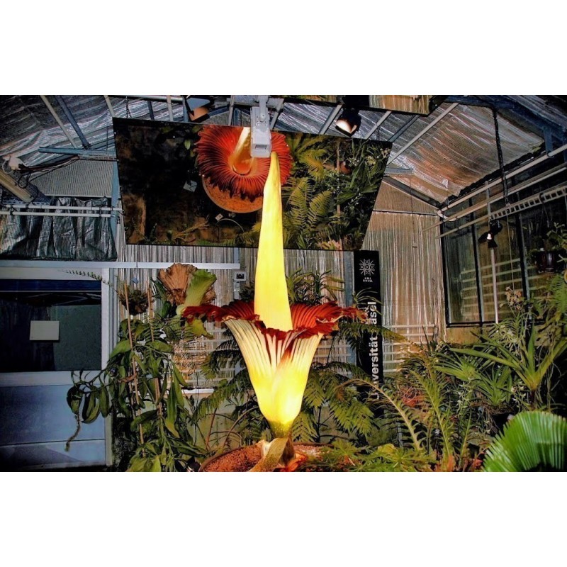 Semillas de ARO GIGANTE o BUNGA BANGKAI (Amorphophallus titanum)