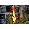 TITAN ARUM Seeds (Amorphophallus titanum) | €13.00
