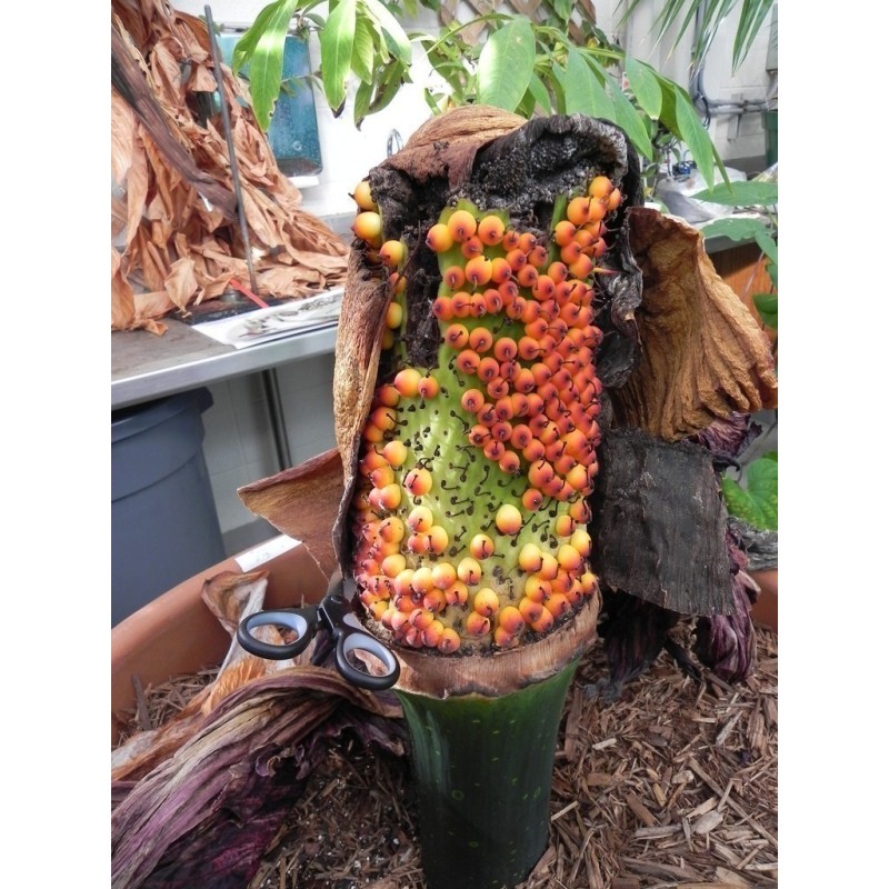 Semillas de ARO GIGANTE o BUNGA BANGKAI (Amorphophallus titanum)