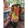TITAN ARUM Seeds (Amorphophallus titanum) | €13.00
