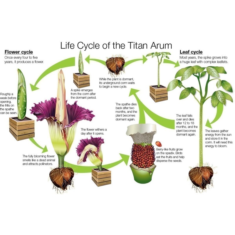 Semillas de ARO GIGANTE o BUNGA BANGKAI (Amorphophallus titanum)