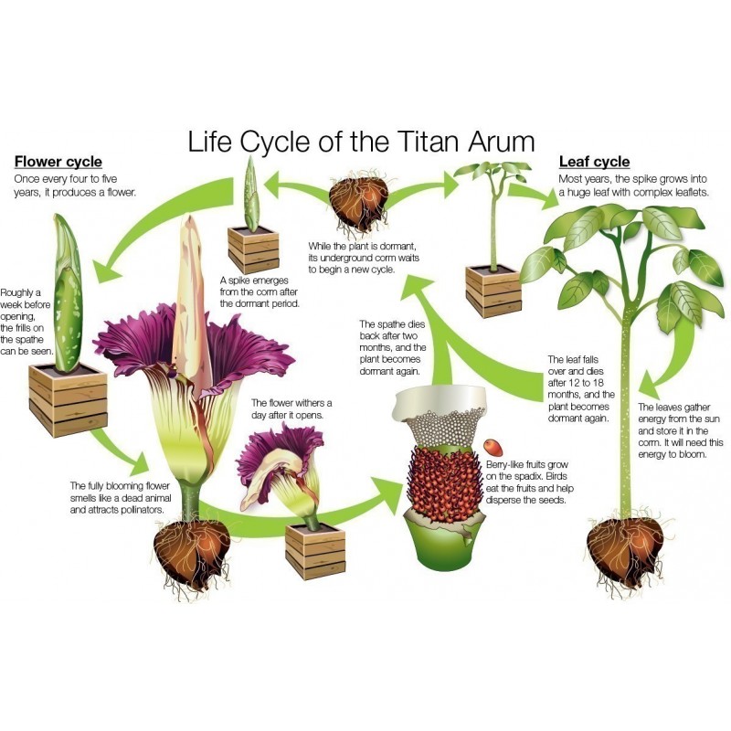 TITAN ARUM Seeds (Amorphophallus titanum) | €13.00