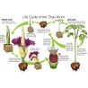 TITAN ARUM Seeds (Amorphophallus titanum) | €13.00