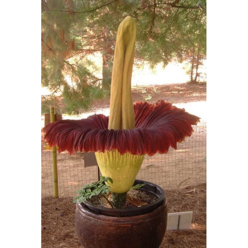 Semillas de ARO GIGANTE o BUNGA BANGKAI (Amorphophallus titanum)