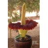 TITAN ARUM Seeds (Amorphophallus titanum) | €13.00