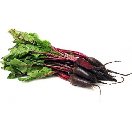 Price: €1.95 - Rote Rübe Samen - Rote Beete Cylindra -
