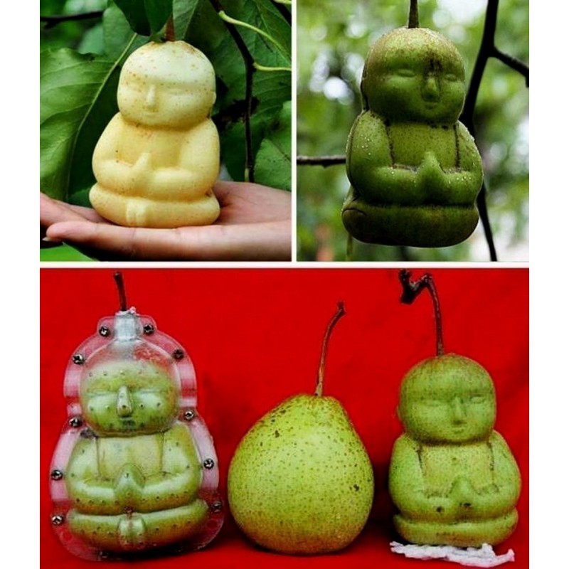 Fruit Mold in the form of Buddha, pear, Muskmelon… | €15.00