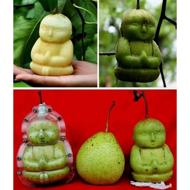 Stampo di frutta sotto forma di Buddha, pera, melone