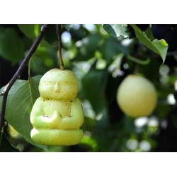 pera herramienta de formación transparente L fruta tianxiangjjeu Molde de plástico con forma de Buda para jardín manzana 