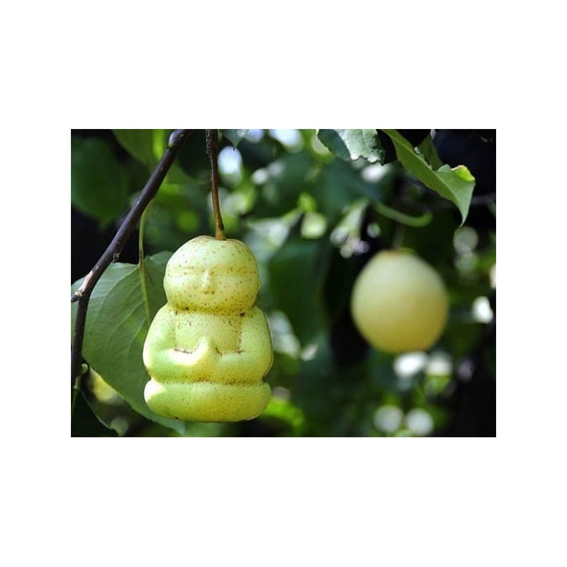 Fruit Mold in the form of Buddha, pear, Muskmelon… | €15.00
