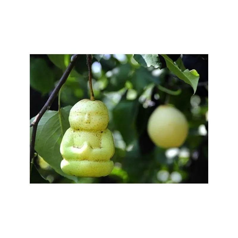 Stampo di frutta sotto forma di Buddha, pera, melone