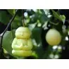 Stampo di frutta sotto forma di Buddha, pera, melone