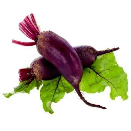 Semi di Barbabietola cilindrica