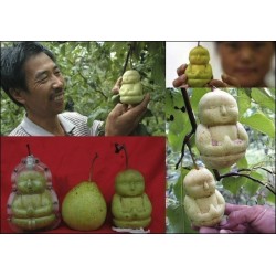 Frukt formens i form av Buddha, päron, melon