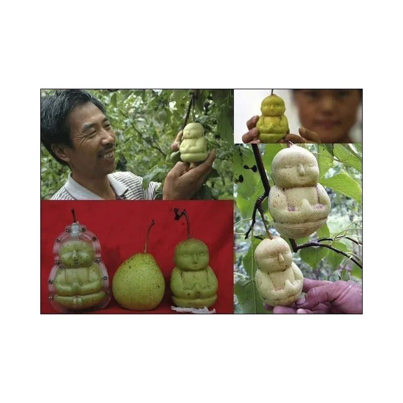 Stampo di frutta sotto forma di Buddha, pera, melone