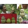 Stampo di frutta sotto forma di Buddha, pera, melone