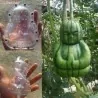 Stampo di frutta sotto forma di Buddha, pera, melone