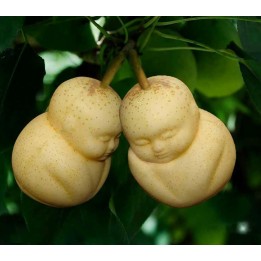 Frukt formens i form av Buddha, päron, melon - 13.5
