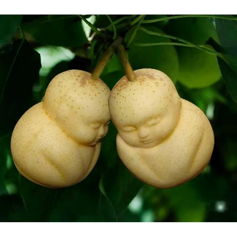 Stampo di frutta sotto forma di Buddha, pera, melone