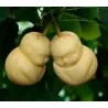Stampo di frutta sotto forma di Buddha, pera, melone