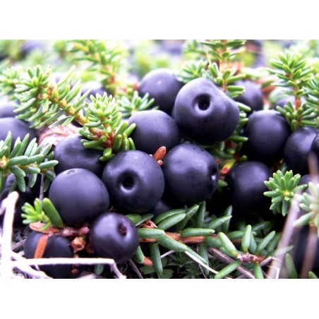 Schwarze Krähenbeere Samen (Empetrum nigrum) | 1,95 €