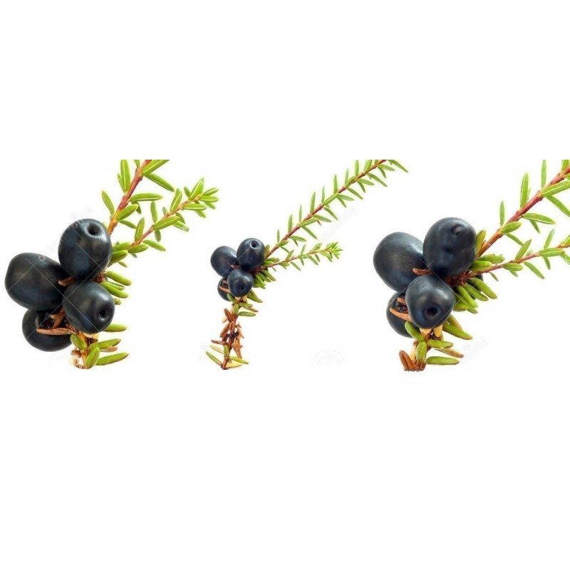 Schwarze Krähenbeere Samen (Empetrum nigrum) | 1,95 €