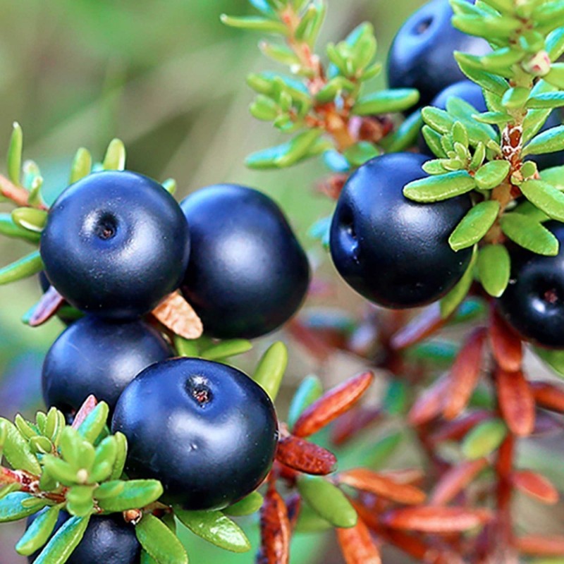 Schwarze Krähenbeere Samen (Empetrum nigrum) | 1,95 €