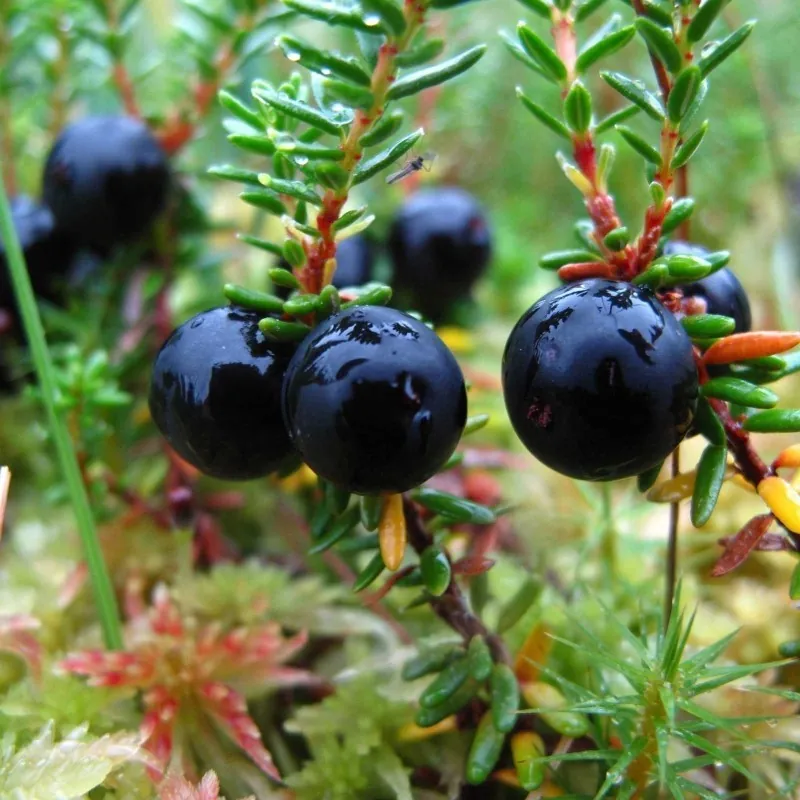 Crowberry, Black Crowberry Seeds (Empetrum nigrum)