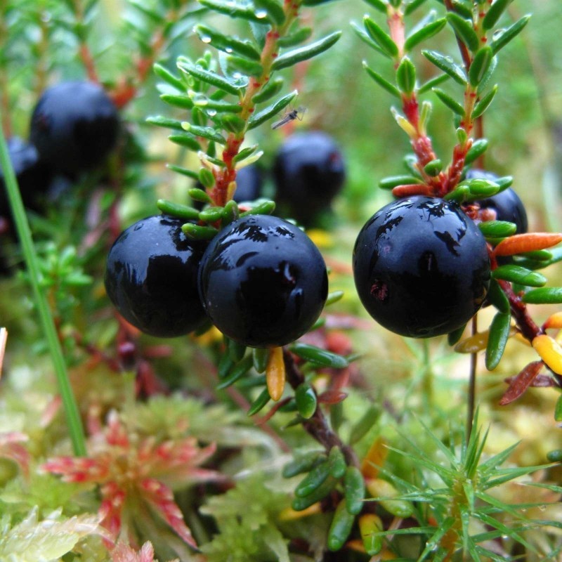 Schwarze Krähenbeere Samen (Empetrum nigrum) | 1,95 €