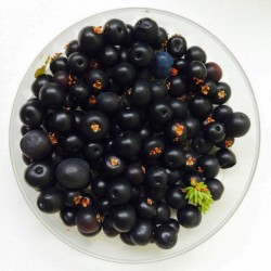 Price: €1.95 - Semi di Empetro ermafrodita (Empetrum nigrum) - 