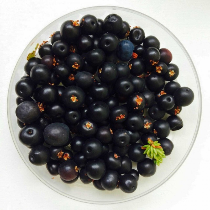 Crowberry, Black Crowberry Seeds (Empetrum nigrum)