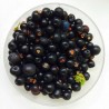 Schwarze Krähenbeere Samen (Empetrum nigrum) | 1,95 €