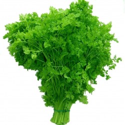 Price: €2.05 - Semillas de Perifollo, Cerefolio (Anthriscus cerefolium) - 