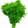 Echte kervel zaden (Anthriscus cerefolium) | € 2,05